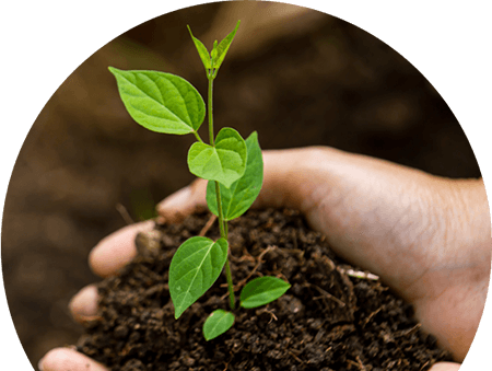 Plant Tree